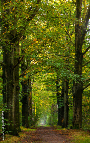 Autumn park with a road receding into the distance in the form of an arch, Netherlands