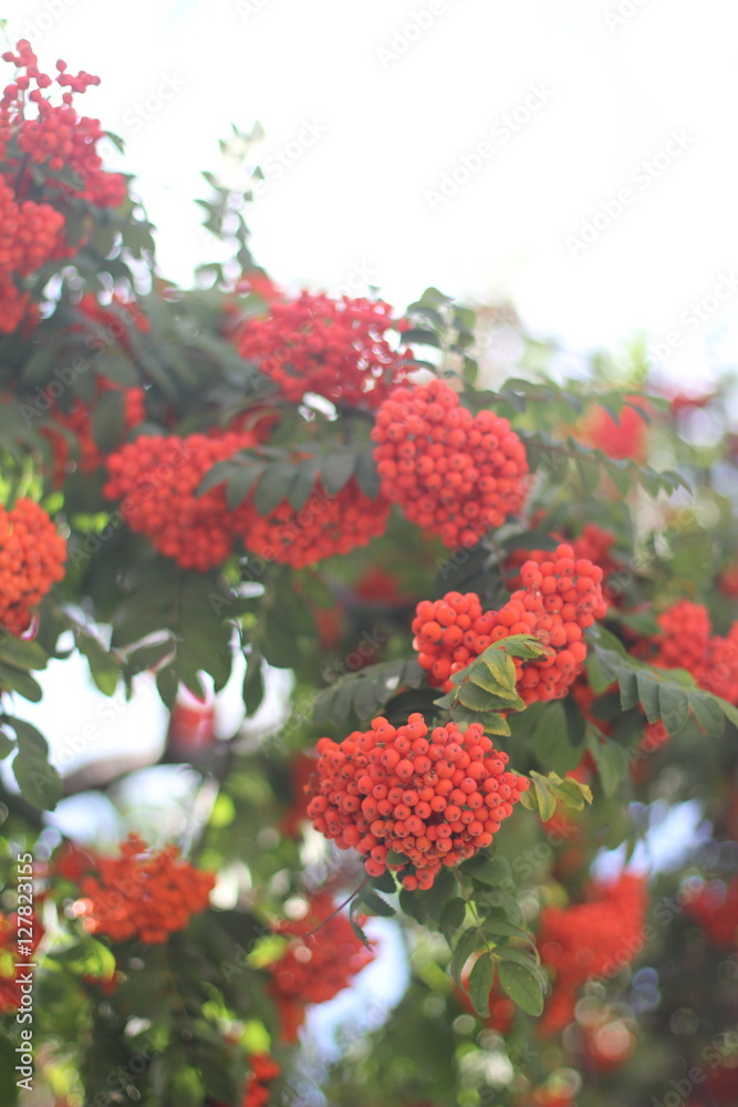 Bunch of red rowan on blur background with bokeh Bunch of red rowan on blur background with bokeh
