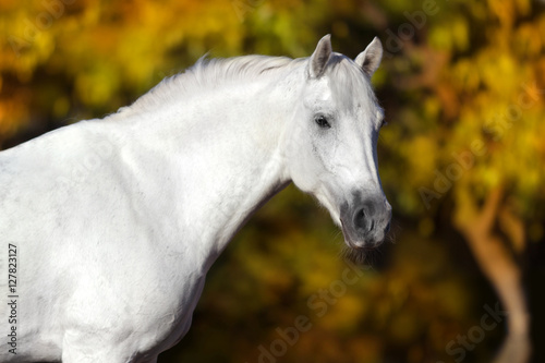 Grey horse portrait against autumn park 