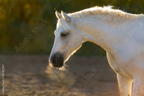 Fotografie Grey horse portrait in sunlight