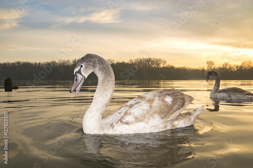 Fototapeta Naklejka Na Ścianę i Meble -  family of swans swimming on the lake at sunrise