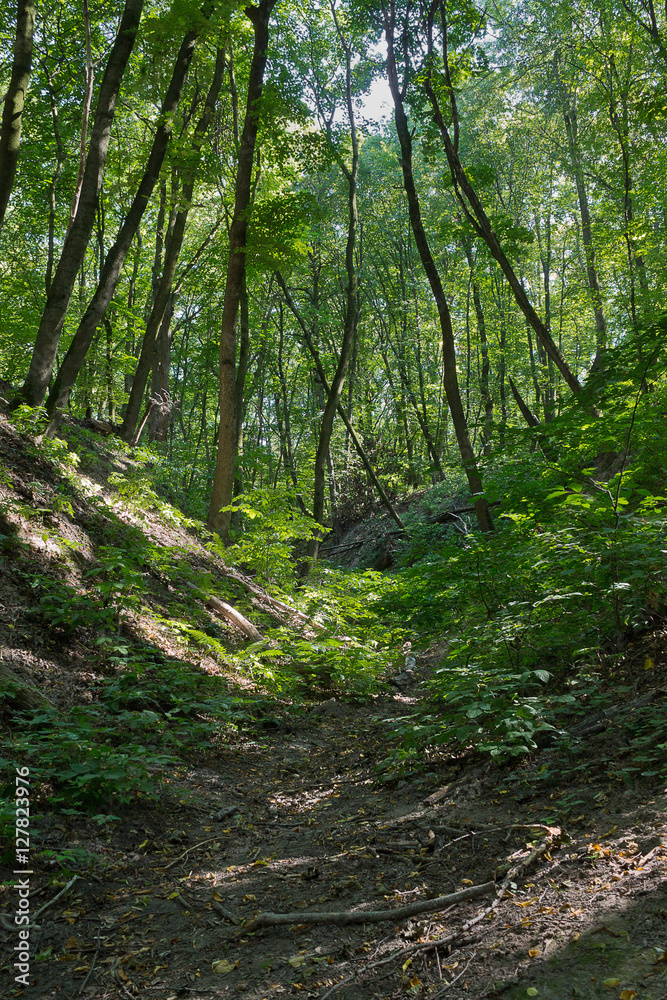 ravine forest landscape sunny summer day