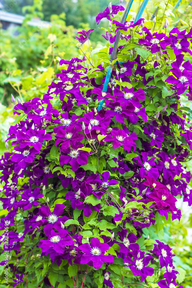 Blooming Clematis in vertical gardening garden Blooming Clematis in vertical gardening garden