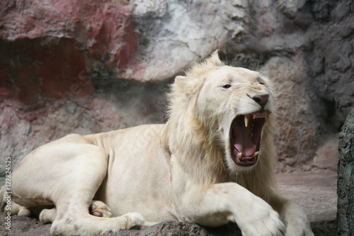 male  lion