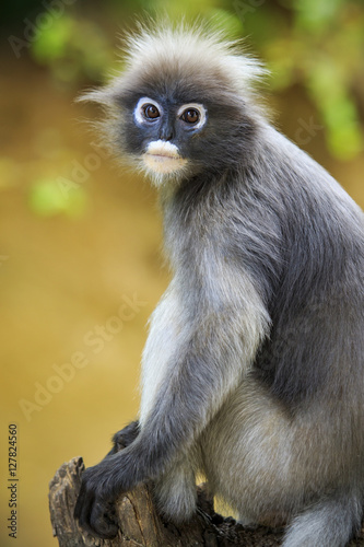 close up face of dusky leaves monkey in wild