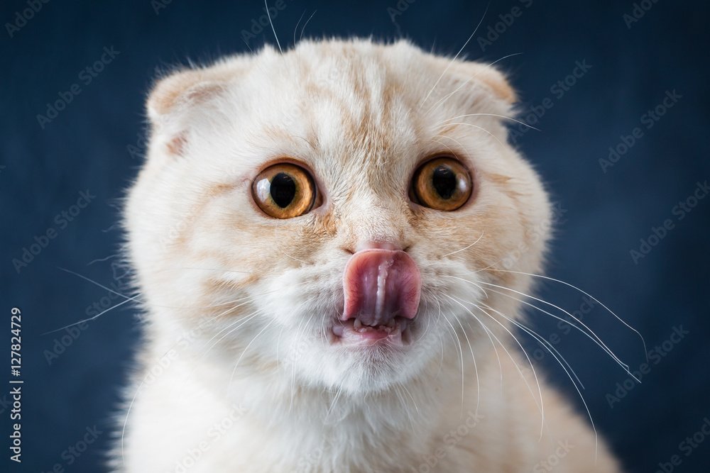Portrait of cat scottish fold with tongue on blue background Portrait of cat scottish fold with tongue on blue background