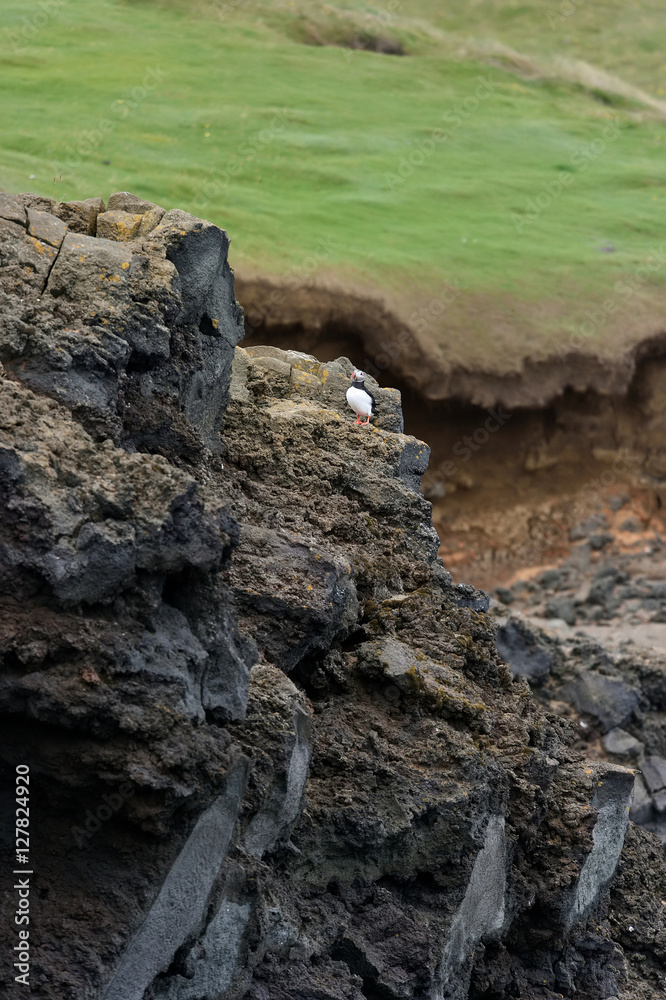 Puffin on the coast. Puffin on a cliff. Puffin with Icelandic landscape.