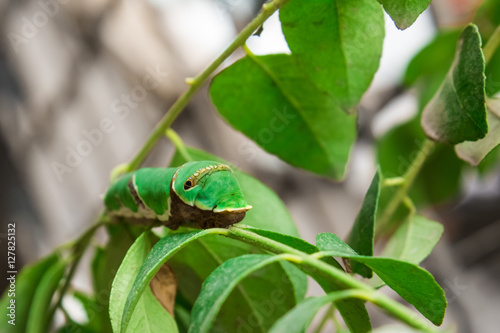 Common Mormon Caterpillar