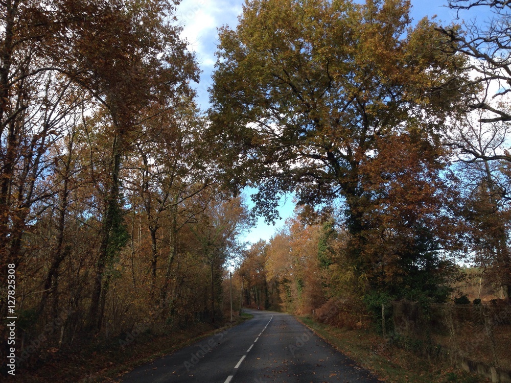 Fototapeta premium route girondine en automne