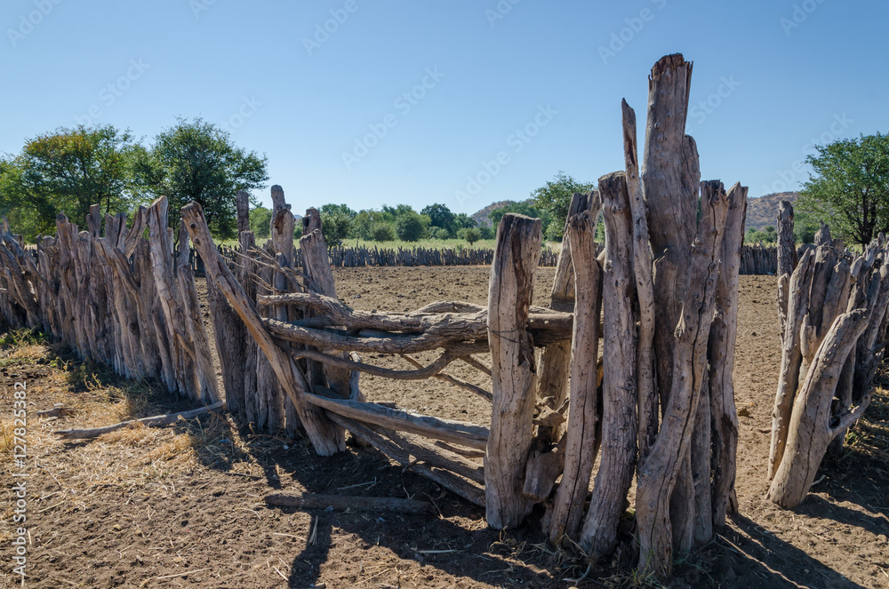 Traditional wooden kraal or enclosure for cattles of Himba tribe people Traditional wooden kraal or enclosure for cattles of Himba tribe people