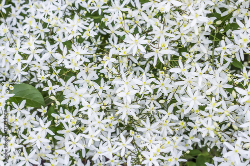 Clematis paniculata (Clematis paniculata)