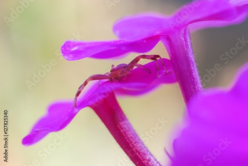 Crab spider (Xysticus sp.) on a phlox flowers photo