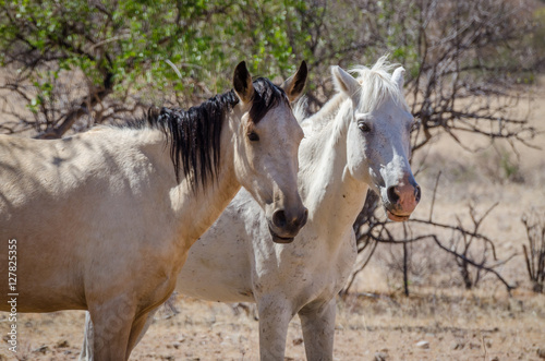 Two wild horses roaming through the Namib Desert of Angola
