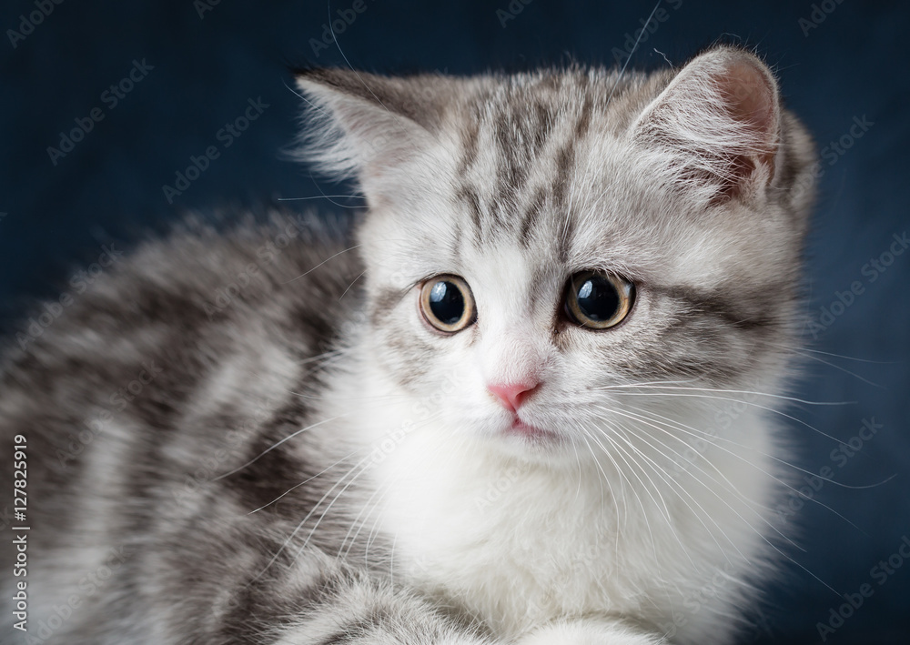 Portrait of young cat scottish fold on dark blue background Portrait of young cat scottish fold on dark blue background
