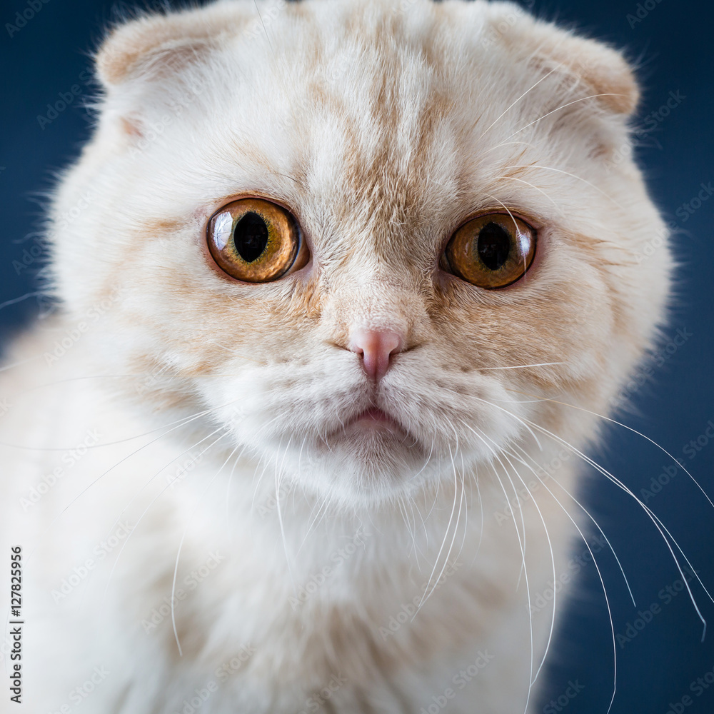 Portrait of funny cat scottish fold on dark blue background