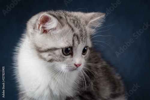Portrait of young cat scottish fold on dark blue background