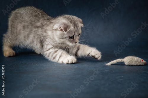 Portrait of cat scottish fold playing with toy mouse on dark blue background