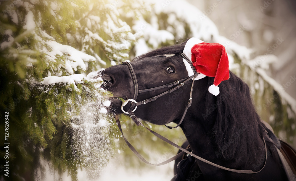 Naklejka premium Horse in a red Santa Claus hat eats fir-tree branches