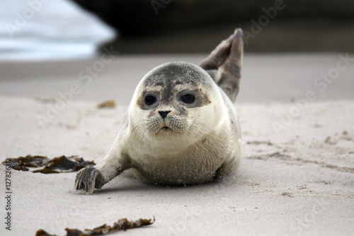 Junge Kegelrobbe am Sandstrand