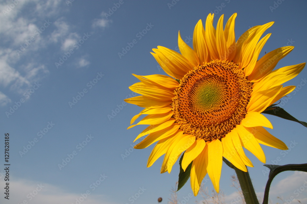 Obraz premium Sunflower