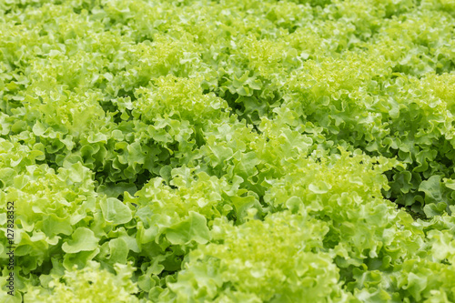Green lettuce in organic farm
