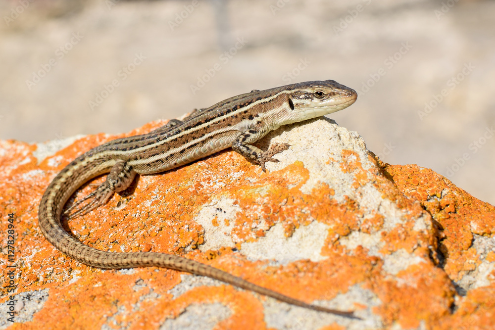Fototapeta premium Dalmatian wall lizard