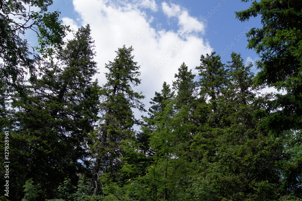 spruce forest