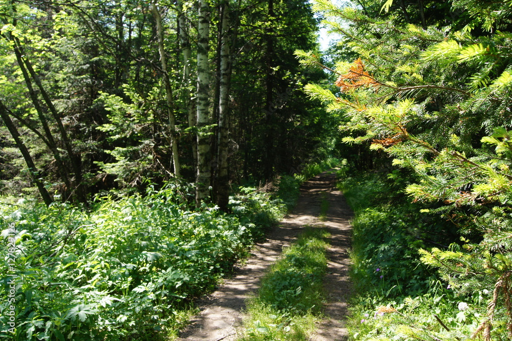 Fototapeta premium ścieżka w lesie
