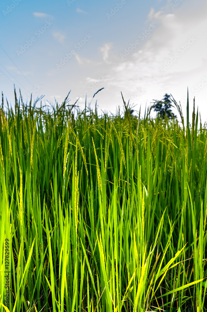 Fototapeta premium Image Green Rice Field with Mountains Background under Blue Sky