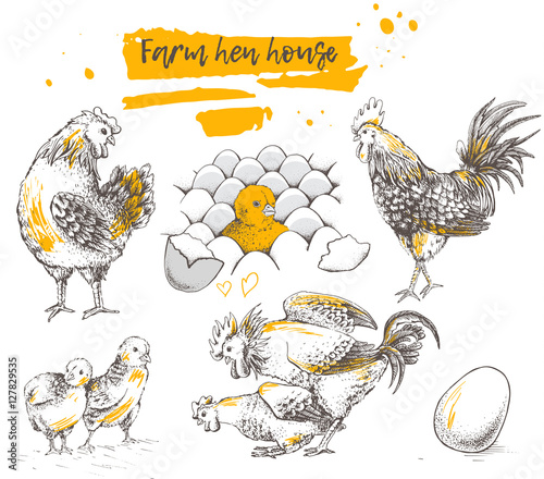 Set of farm chicken family.
