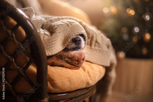 Fototapeta Naklejka Na Ścianę i Meble -  Dog Jack Russell Terrier and Dog Nova Scotia Duck Tolling Retriever .
