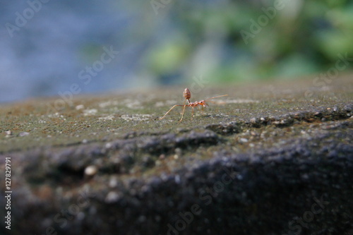  ant
