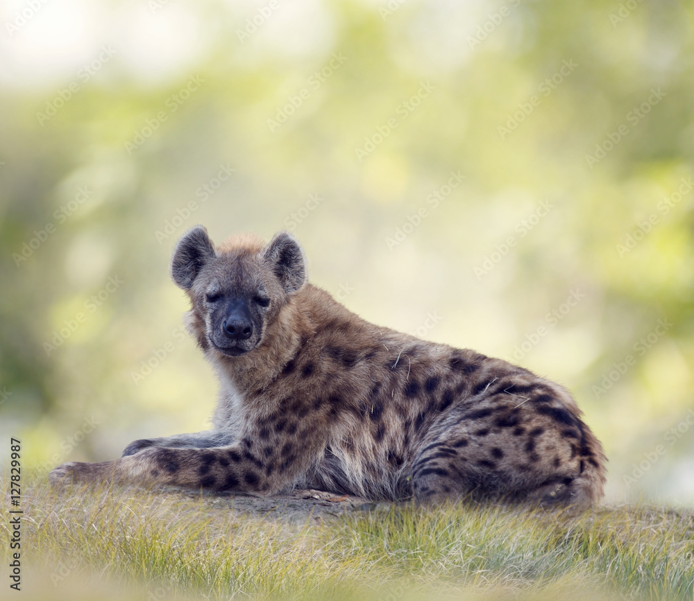Spotted hyena resting