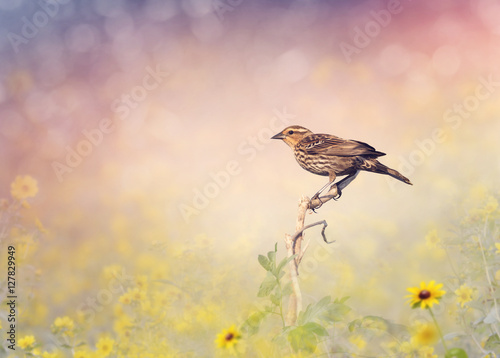 Fototapeta Brown Bird Perches on a Meadow