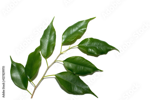 Green ficus leaves on a branch on white background