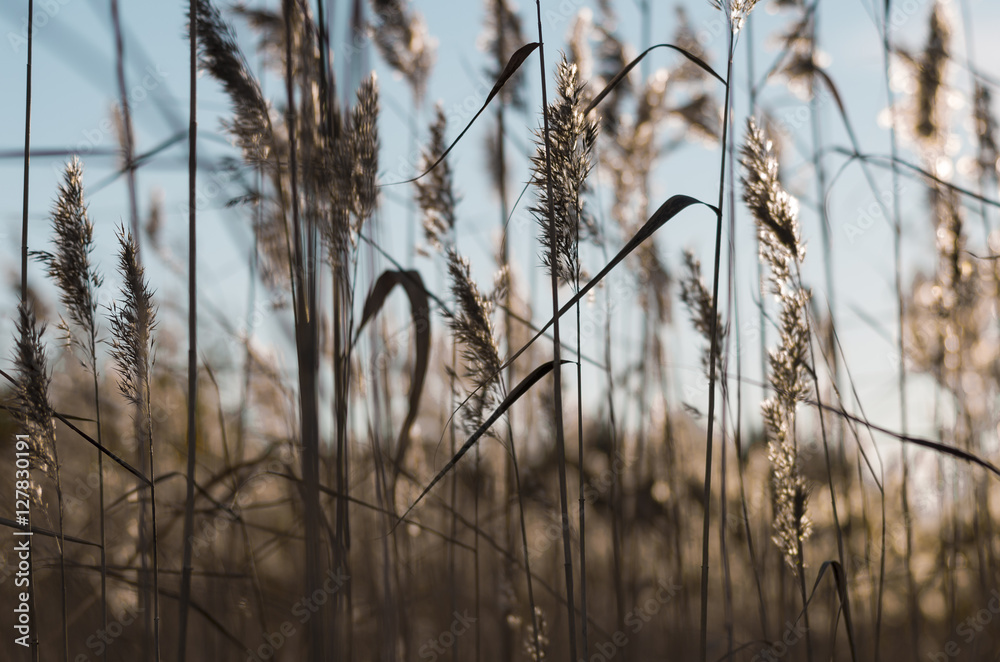 Golden spica grass at sunset with sun beams and bokeh on the blue sky background in the autumn, Russia Golden spica grass at sunset with sun beams and bokeh on the blue sky background in the autumn, Russia