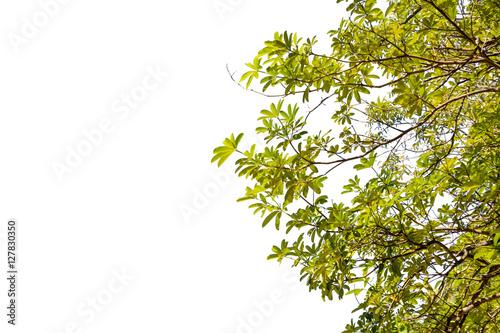 Ivy green with leaf on isolate white background © prakasitlalao