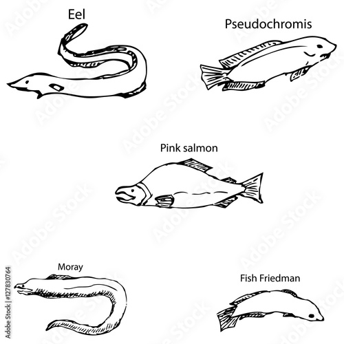Marine inhabitants with names. Pencil sketch by hand.