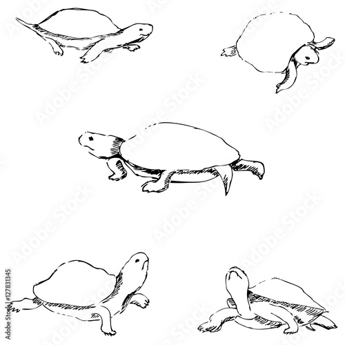 Turtles. Pencil sketch by hand
