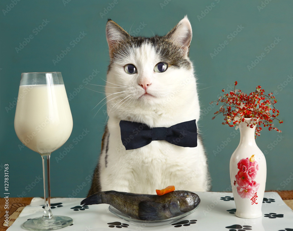 Obraz premium kot w restauracji z mlekiem i surową rybą