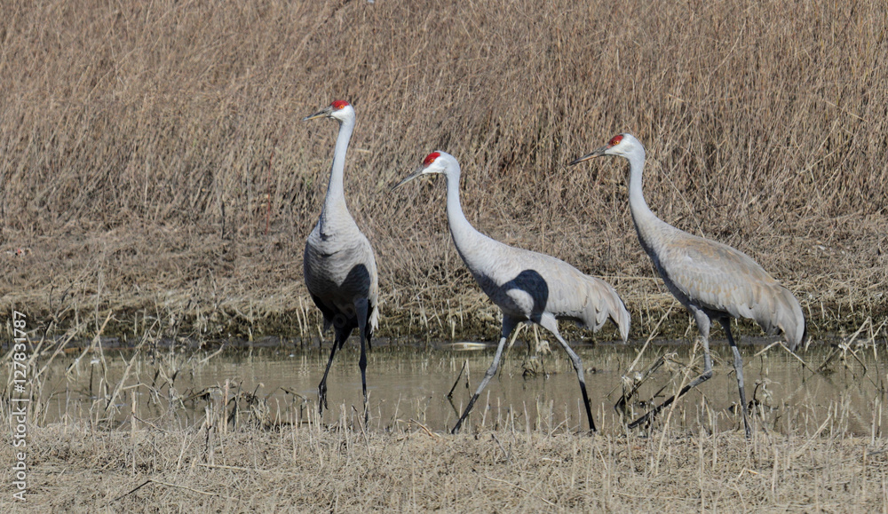Three sandhill cranes standing in a field Three sandhill cranes standing in a field