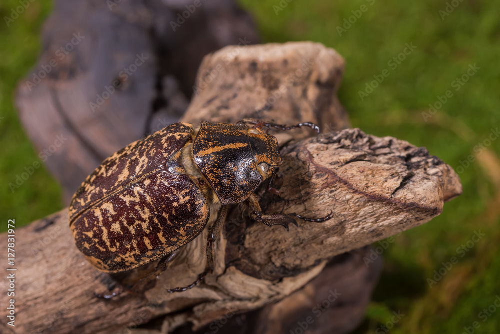 Cockchafer Beetle ( Polyphylla tonkinensis), Beetle Cockchafer Beetle ( Polyphylla tonkinensis), Beetle