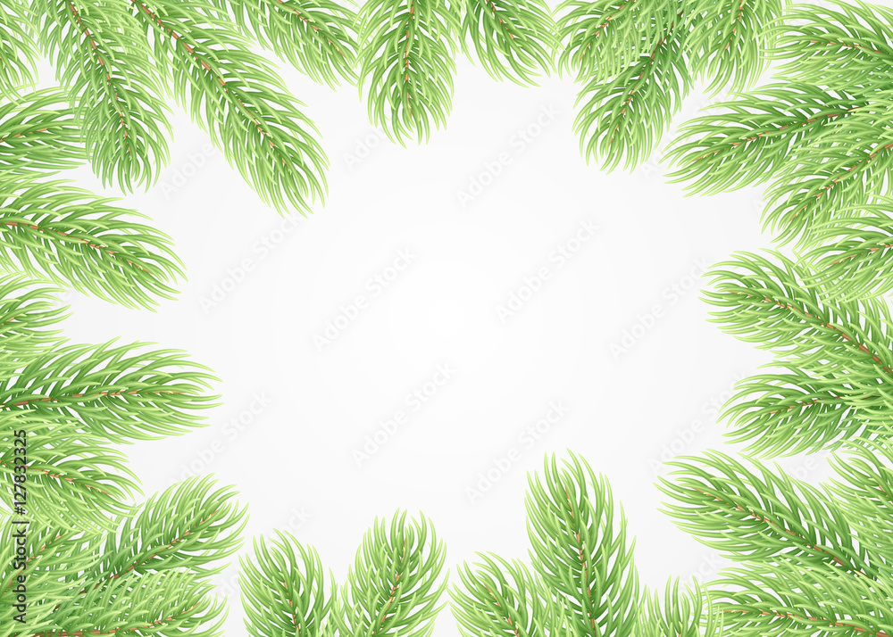 Green fir branches
