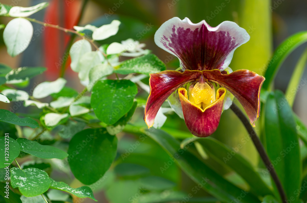 Paphiopedilum orchid growing in the botanical garden Paphiopedilum orchid growing in the botanical garden