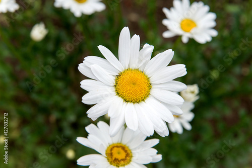 Flowering Meadow daisies. Medical fee. Useful properties of chamomile.