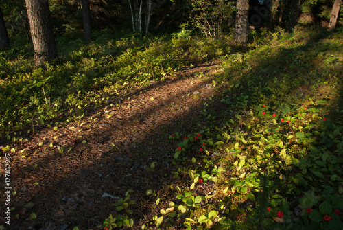 Forest path with strong shadows