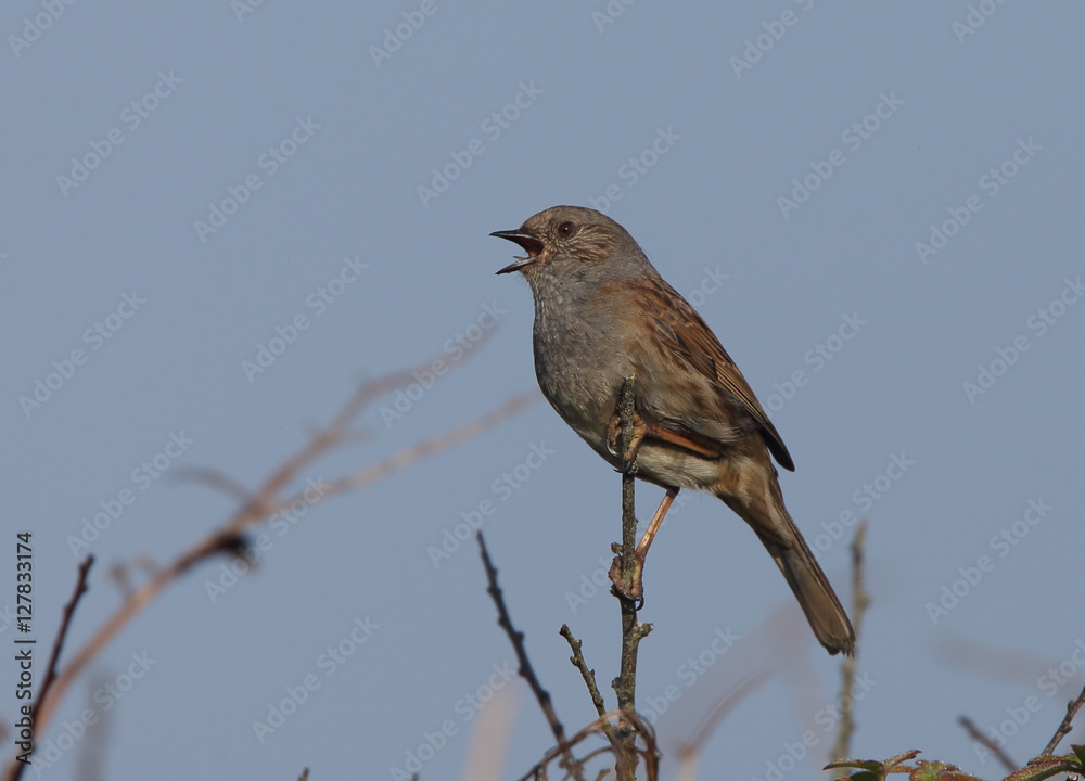 Dunnock, (Prunella modularis), singing from the top of a bush, Cornwall, UK. Dunnock, (Prunella modularis), singing from the top of a bush, Cornwall, UK.
