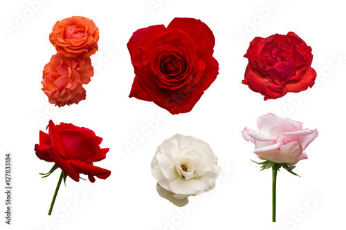 collection of various rose isolated on white background  orange 