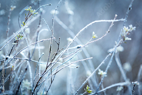 abstract frozen plants