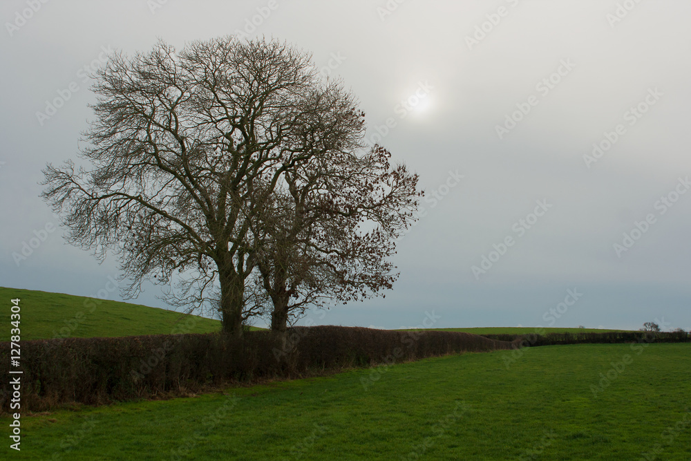 Obraz premium Deciduous trees in Winter Profile set in a Hawthorn Hedgerow in Ireland